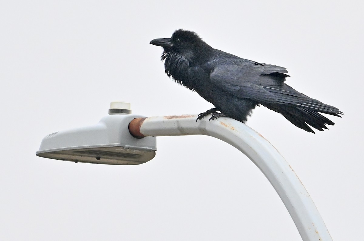 Common Raven - Wayne Oakes