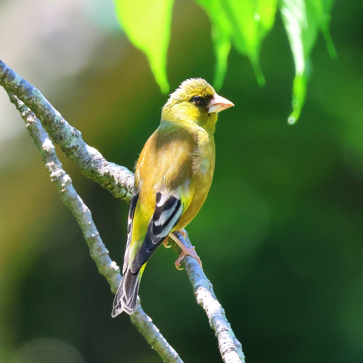 Oriental Greenfinch - toyota matsutori