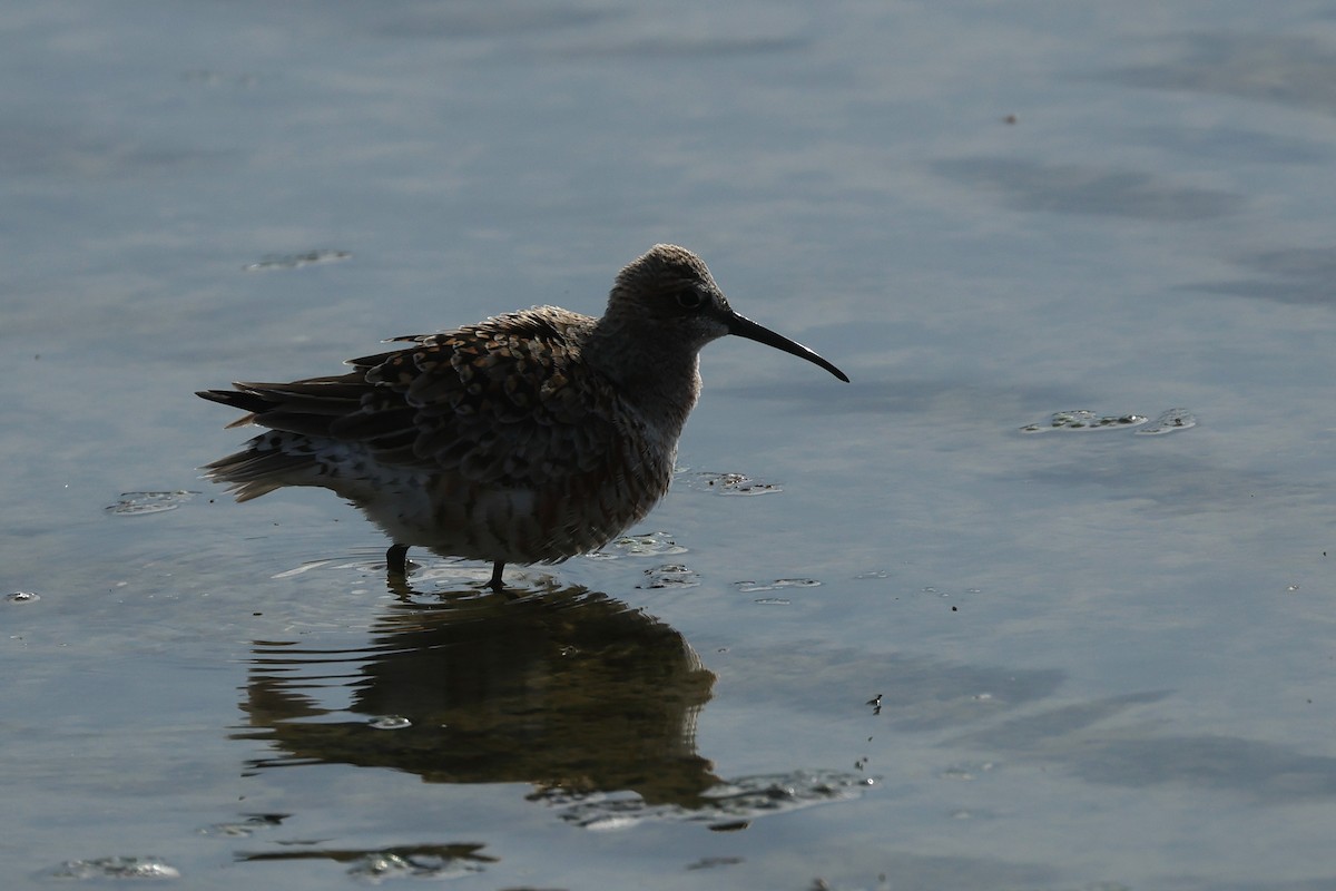 Curlew Sandpiper - Dave Bakewell