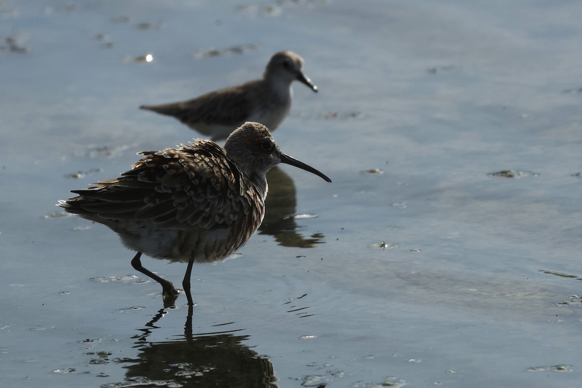 Curlew Sandpiper - Dave Bakewell