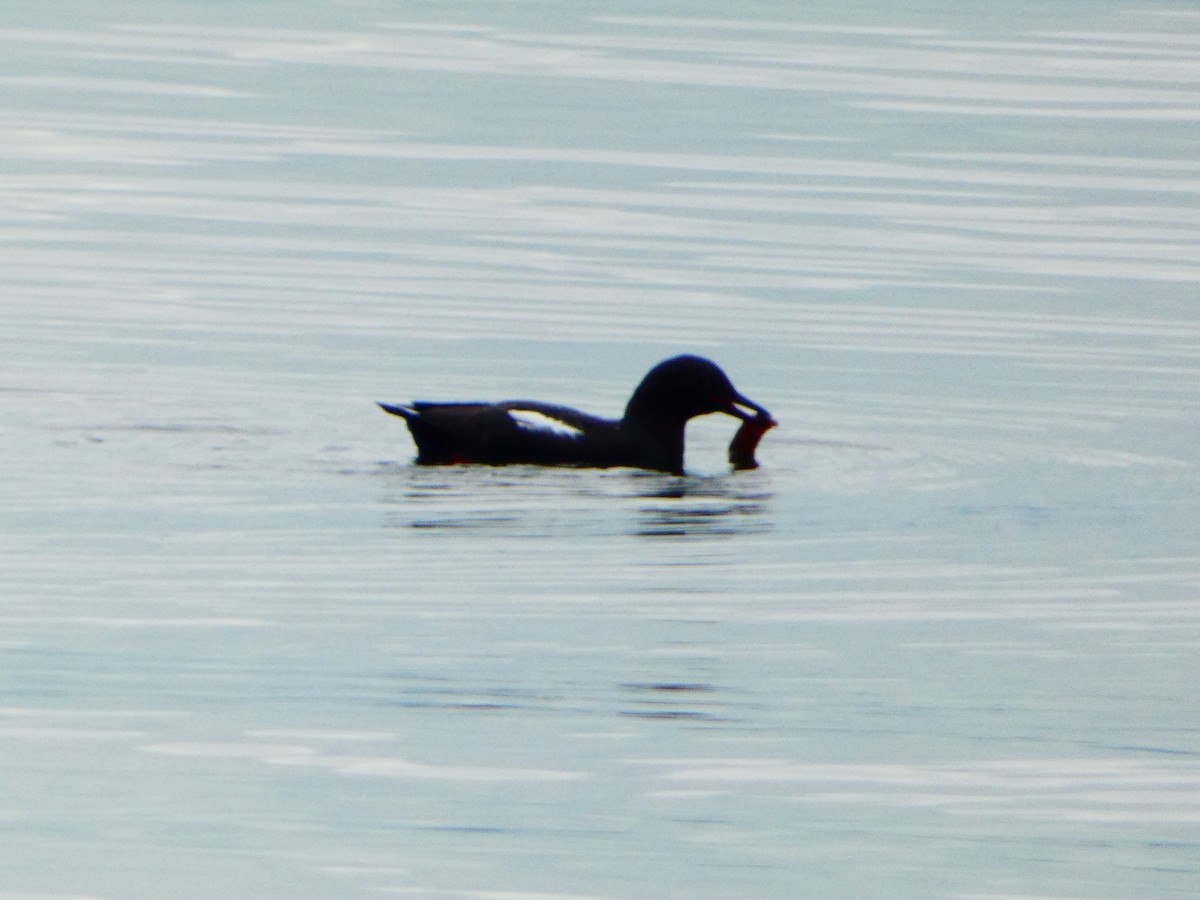 Pigeon Guillemot - ML619023378