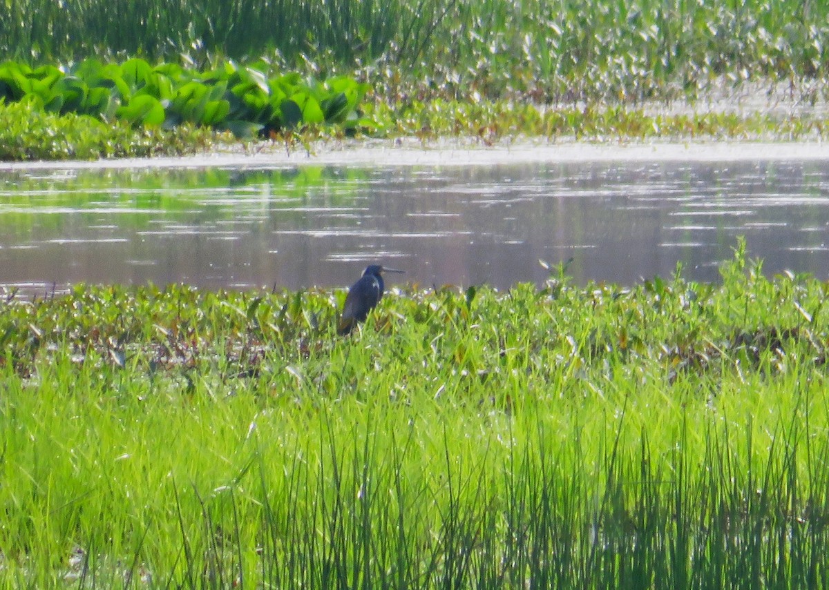 Tricolored Heron - John Haas