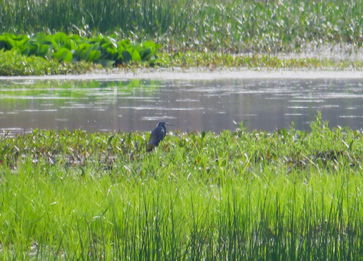 Tricolored Heron - John Haas