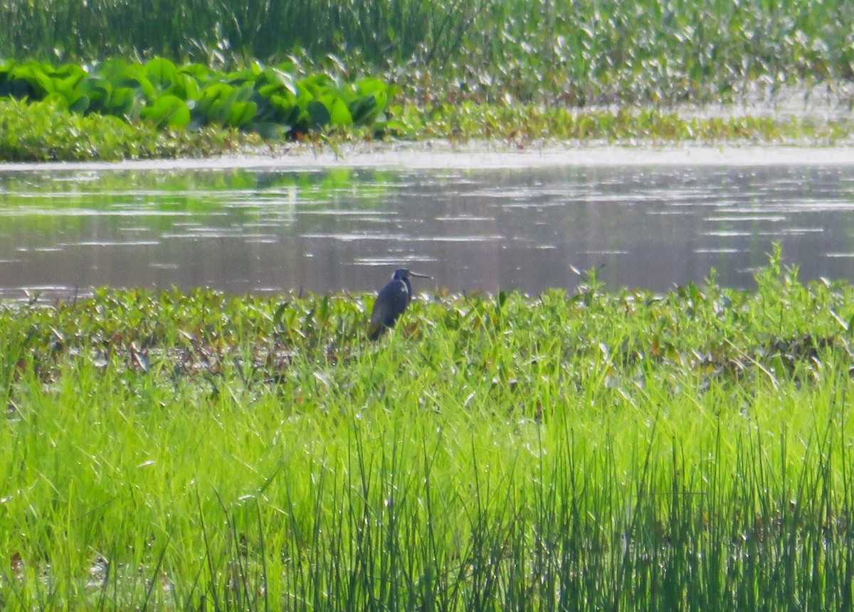 Tricolored Heron - John Haas