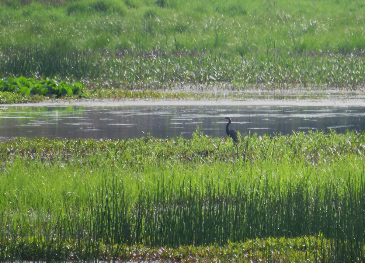 Tricolored Heron - John Haas