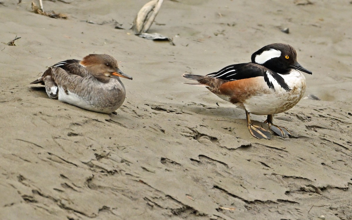 Hooded Merganser - Wayne Oakes