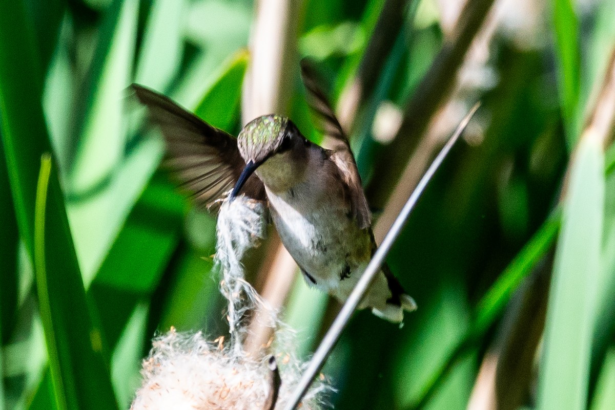 Ruby-throated Hummingbird - James  Miller
