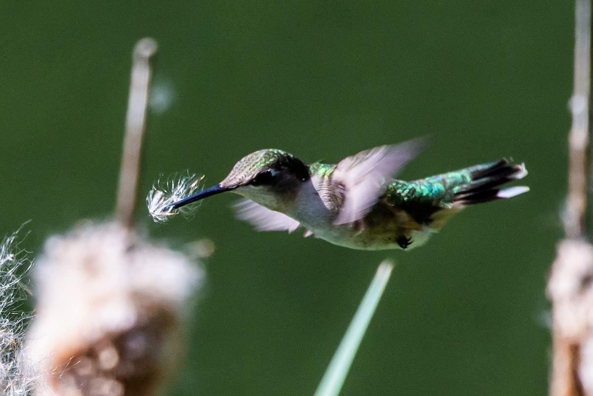 Ruby-throated Hummingbird - James  Miller