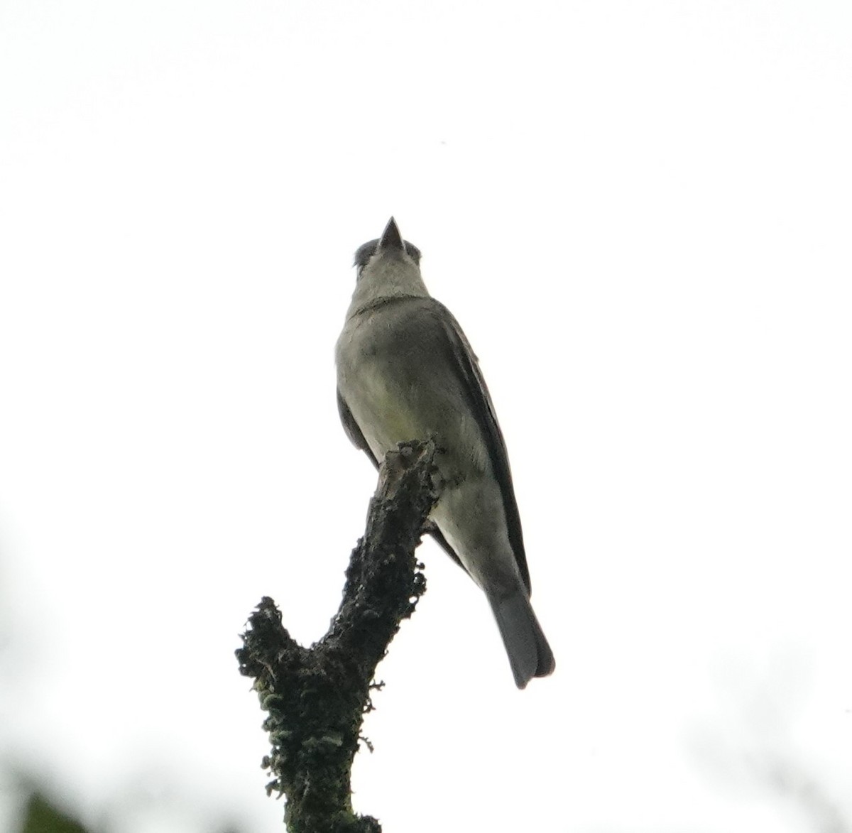 Western Wood-Pewee - David Lemmon