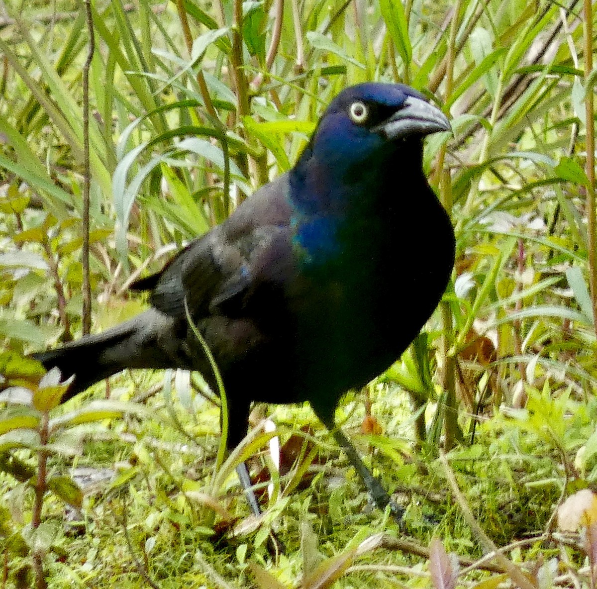 Common Grackle - Connee Chandler
