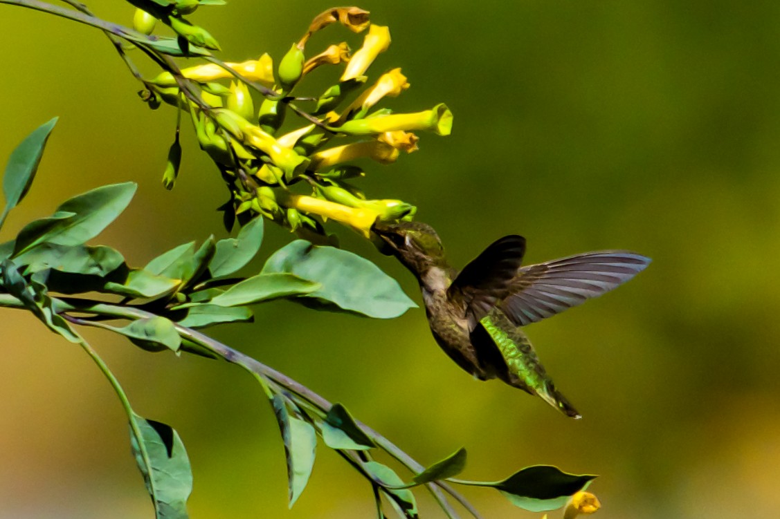 Anna's Hummingbird - Philip Fiorio