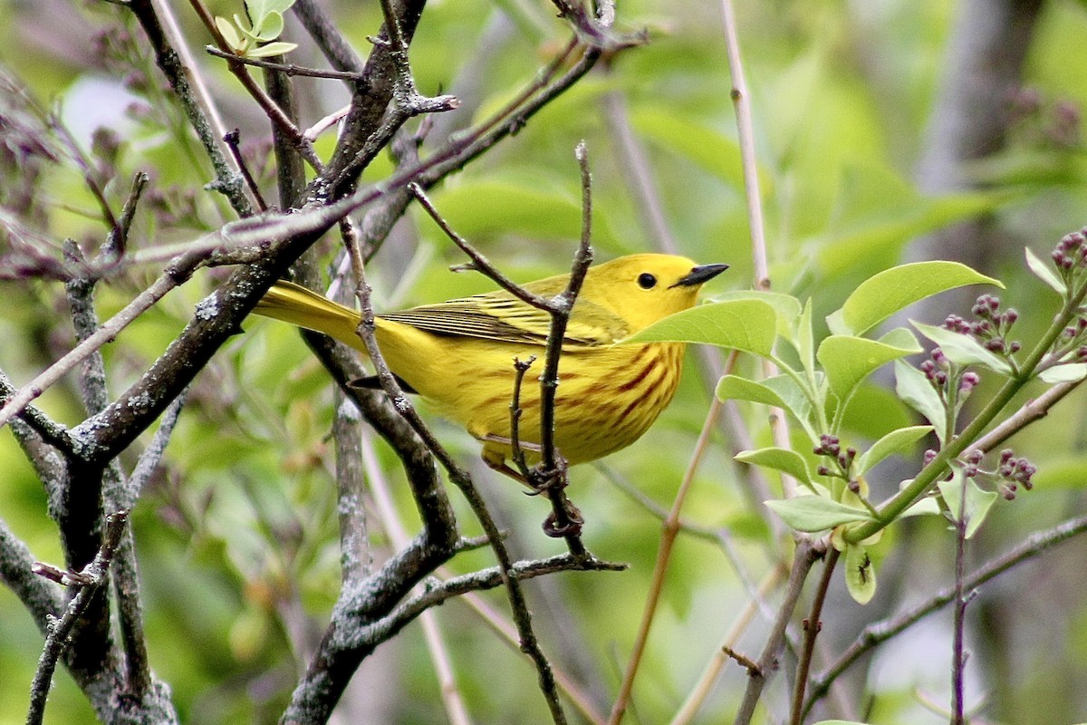 Yellow Warbler - Madison Grenier