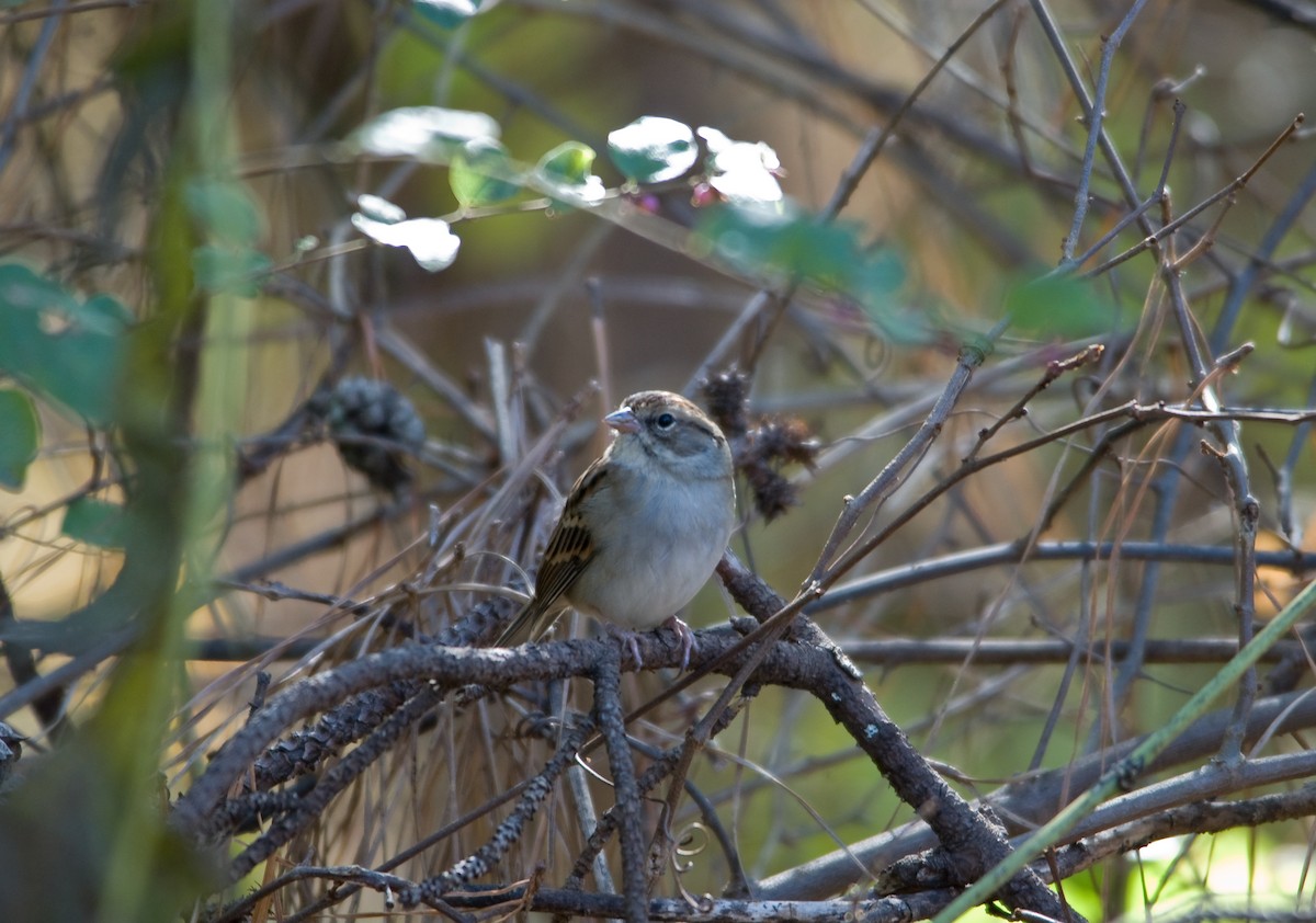 Chipping Sparrow - William Pixler