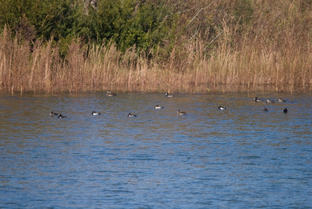 Ring-necked Duck - ML619023495