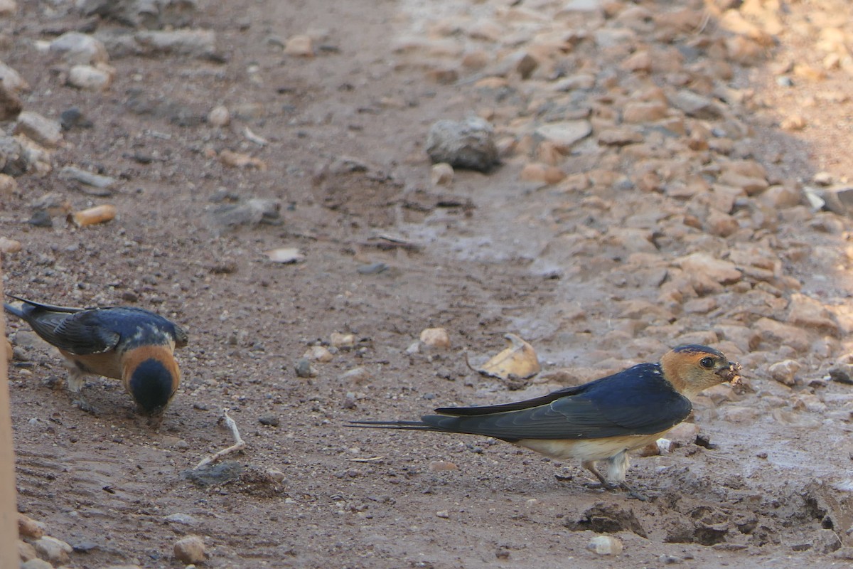 Red-rumped Swallow - ML619023501