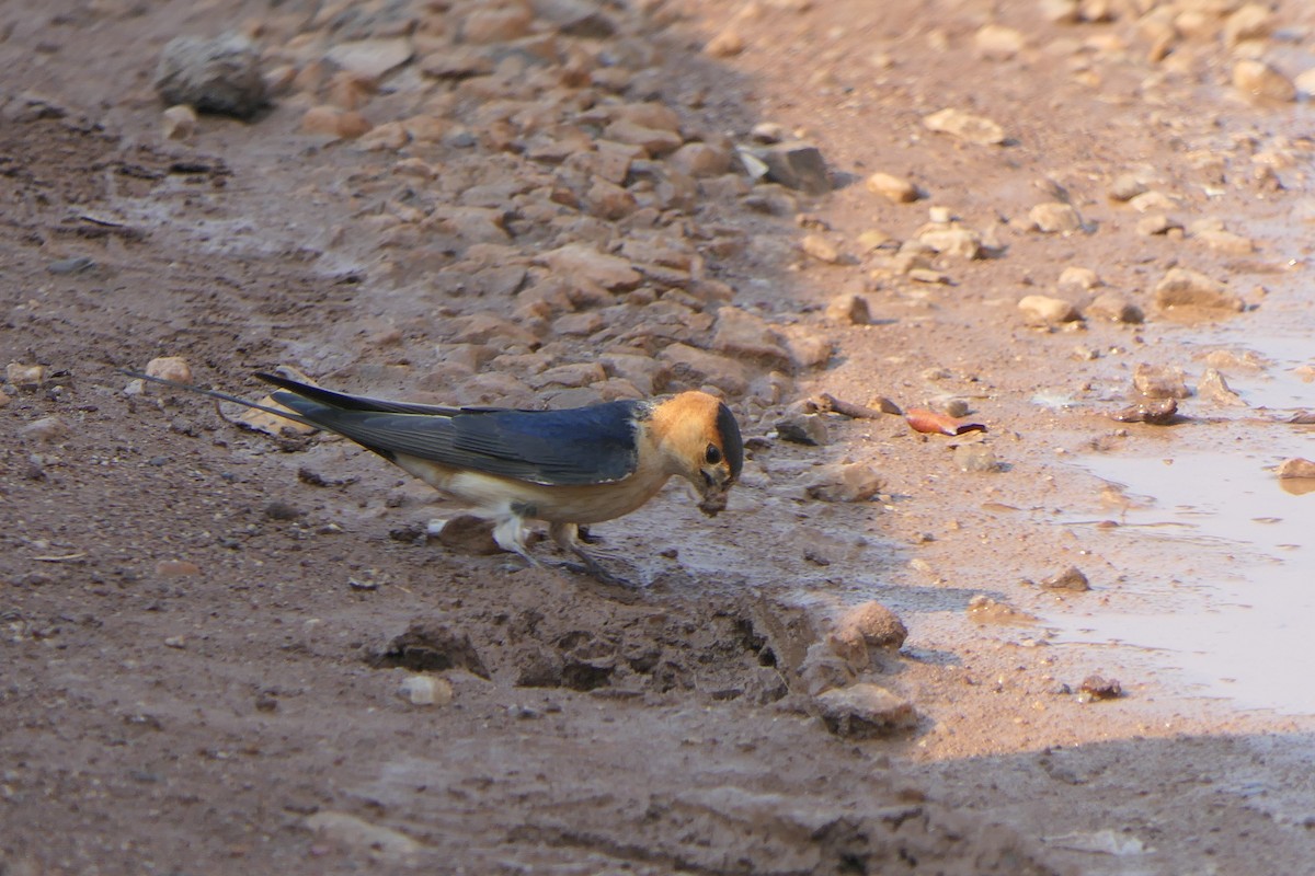 Red-rumped Swallow - ML619023502