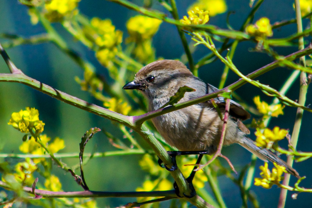 Bushtit - Philip Fiorio