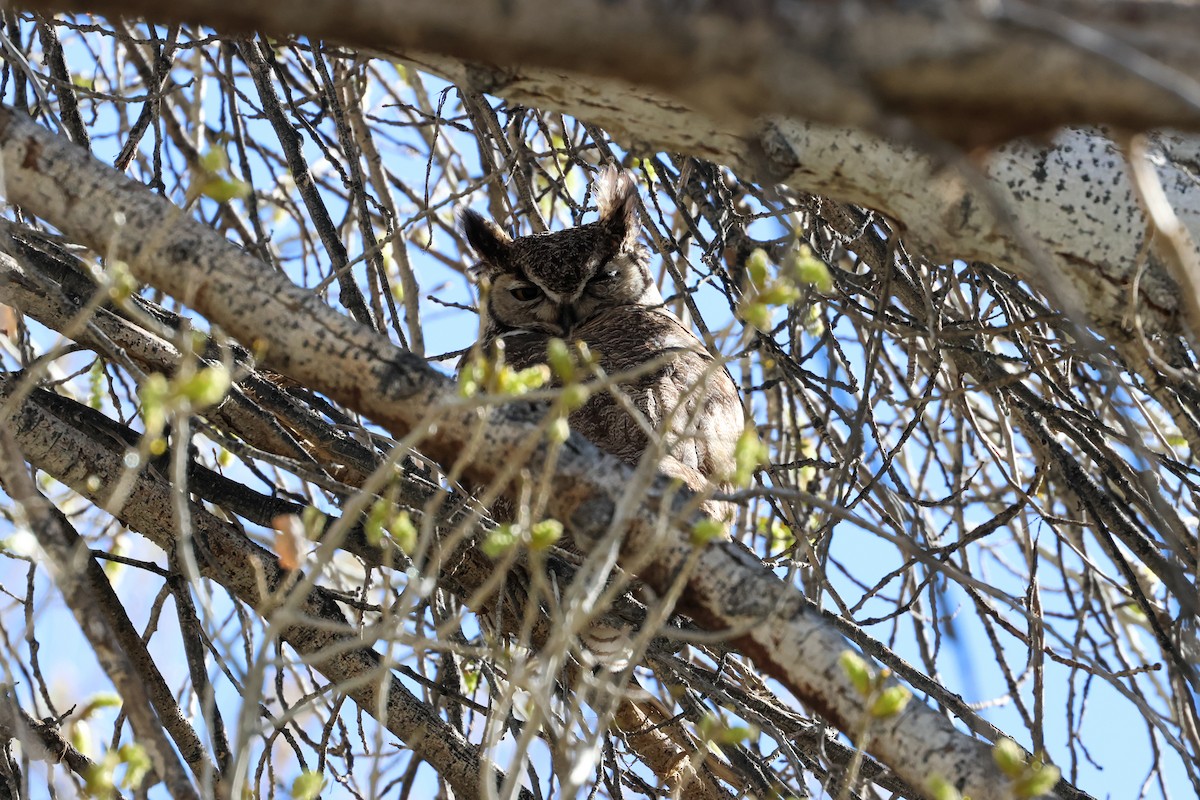 Great Horned Owl - Nico Heyning