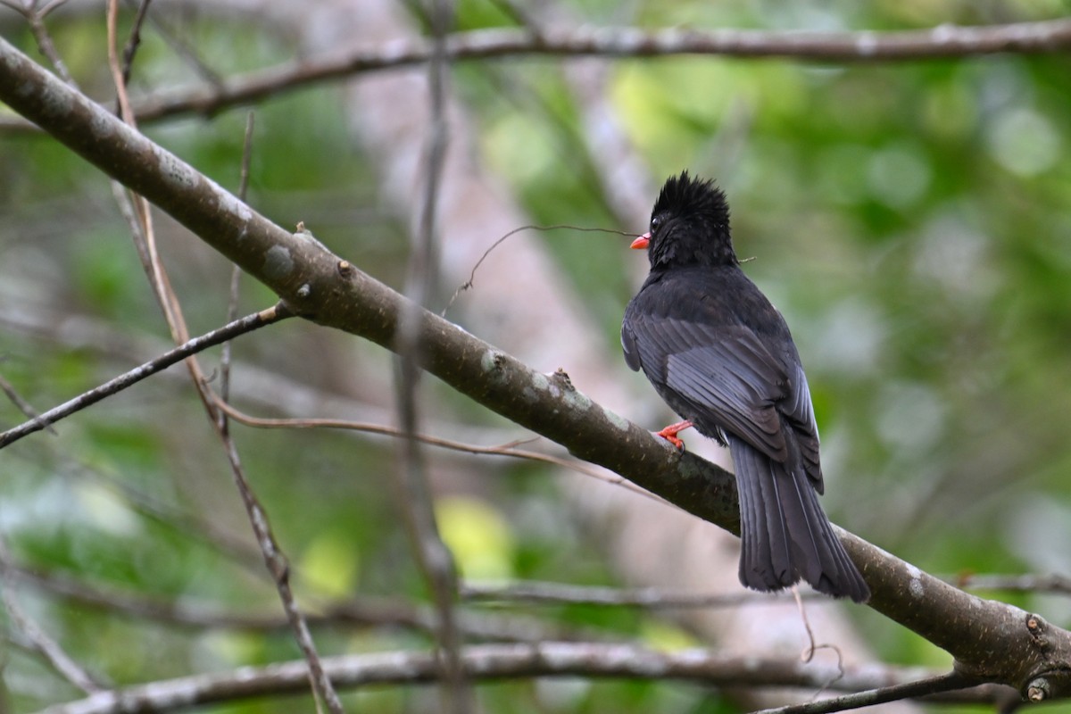 Black Bulbul (Gray-winged) - ML619023528