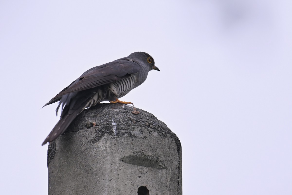 Oriental Cuckoo - ML619023530