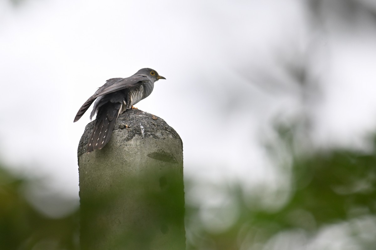 Oriental Cuckoo - ML619023531