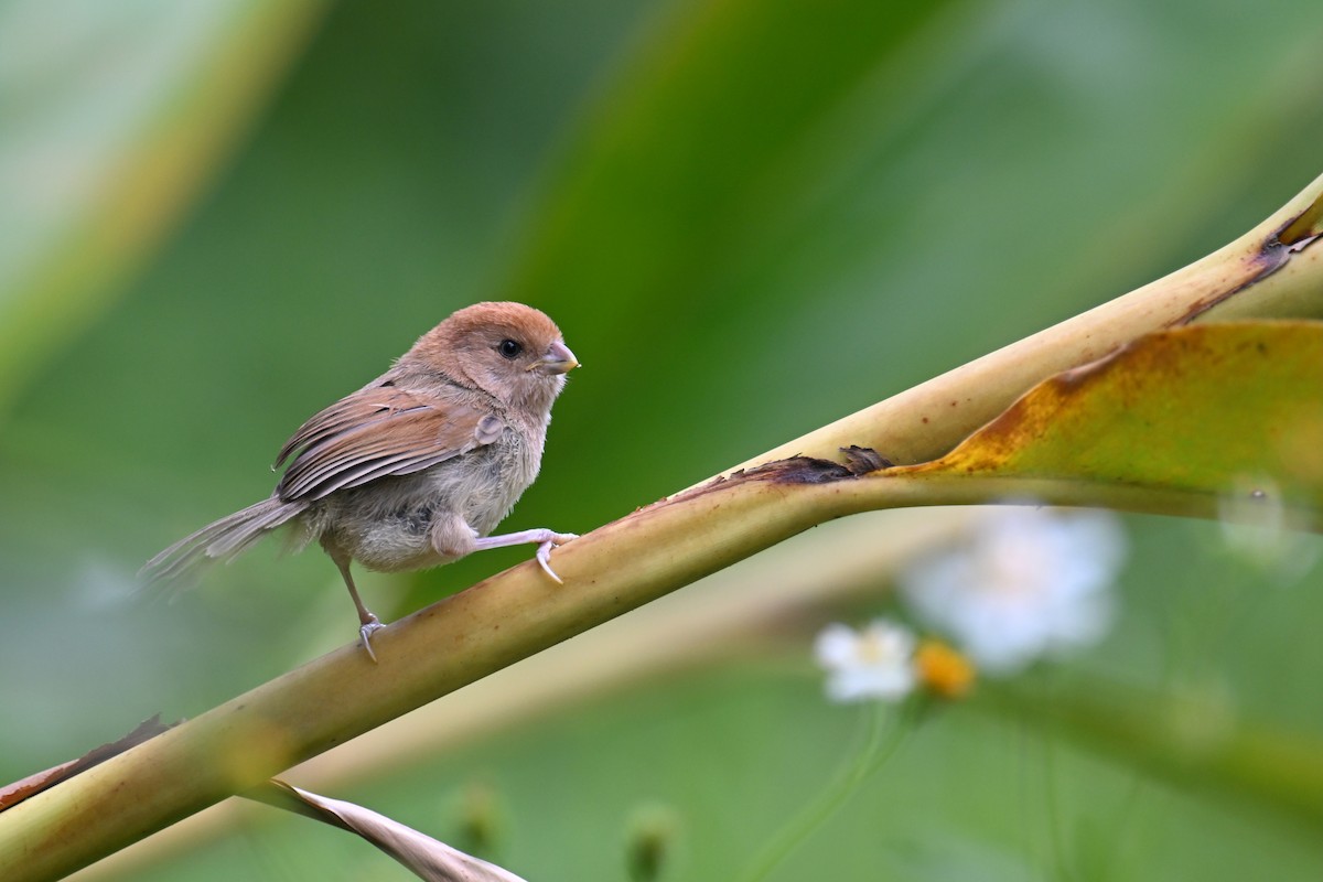 Vinous-throated Parrotbill - ML619023533