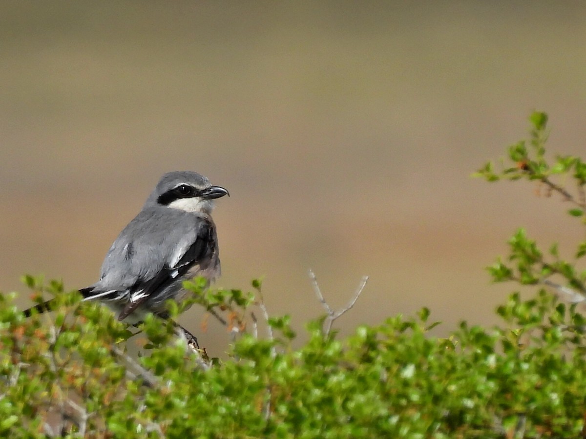 Iberian Gray Shrike - Aitor Mora Solano