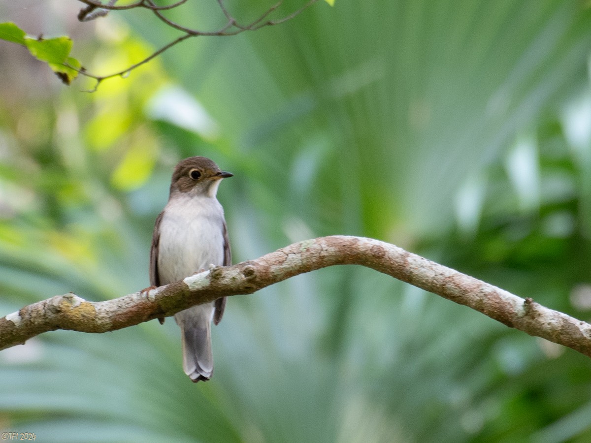 Cuban Pewee - T I