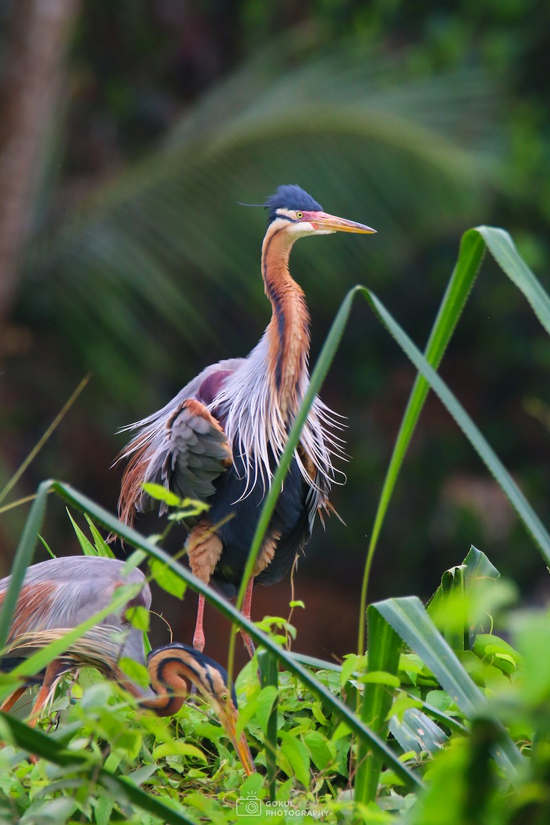 Purple Heron - Gokuldeepak MC