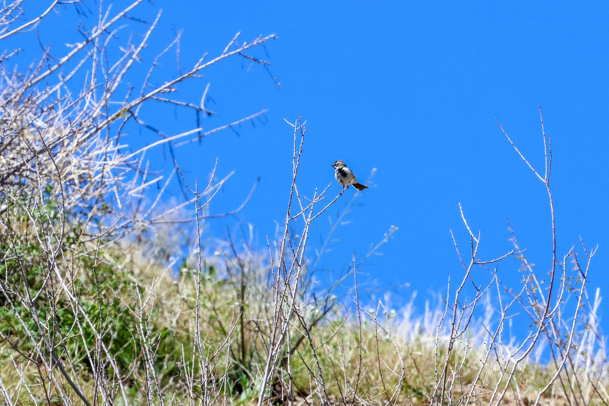 Black-throated Sparrow - ML619023597