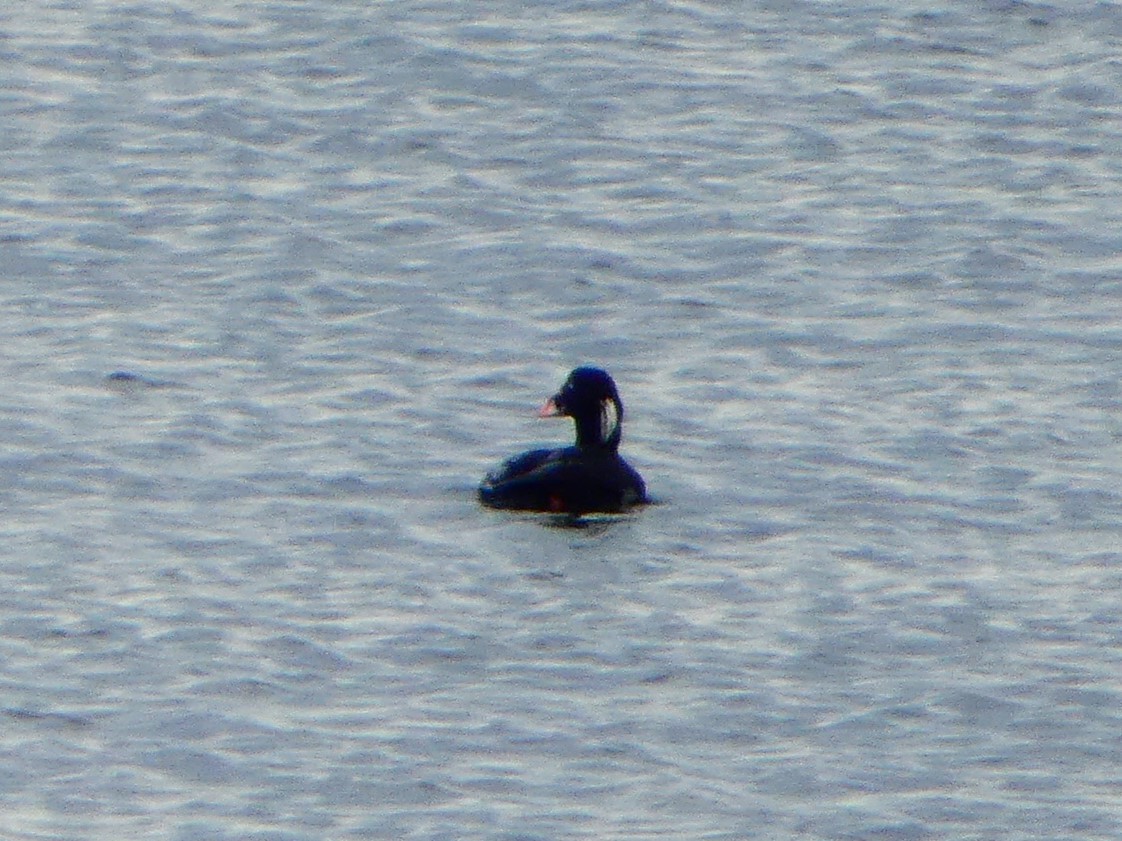 Surf Scoter - Aldrin Leung