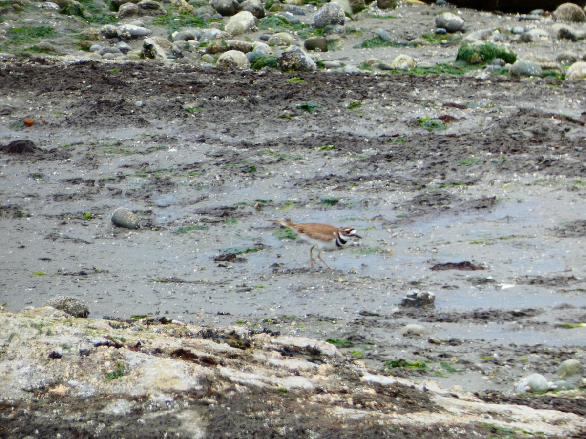 Killdeer - ML619023625