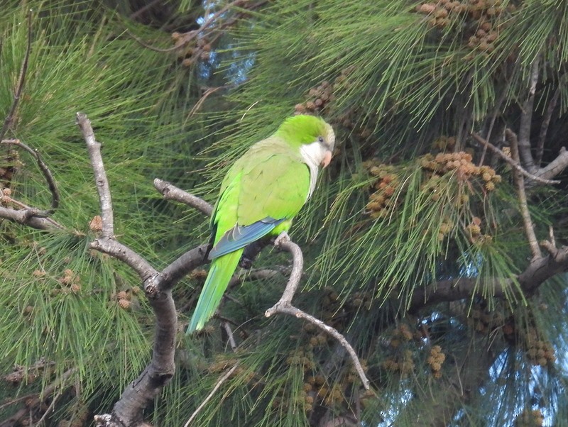 Monk Parakeet (Monk) - bob butler