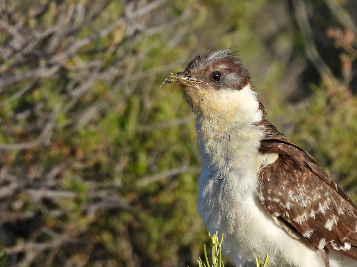 Great Spotted Cuckoo - ML619023632