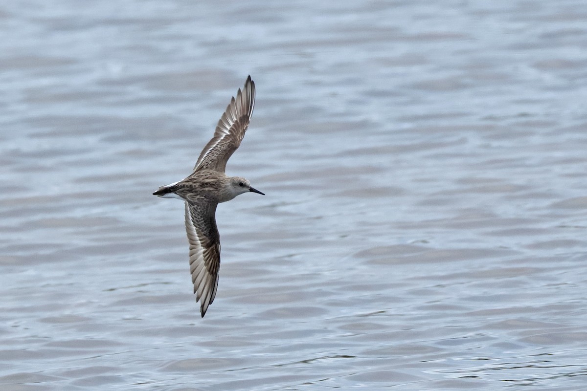 Red-necked Stint - Dave Bakewell