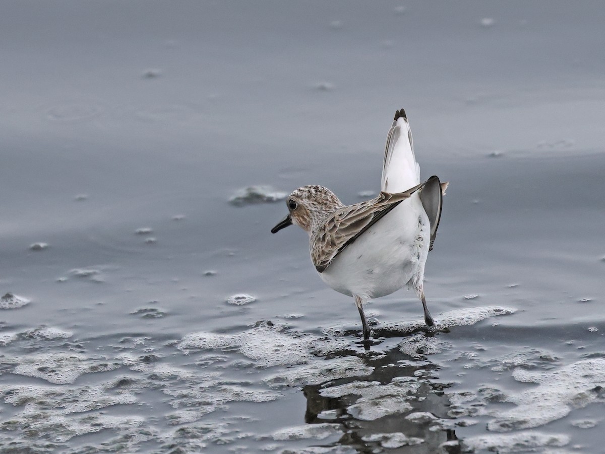 Red-necked Stint - Dave Bakewell