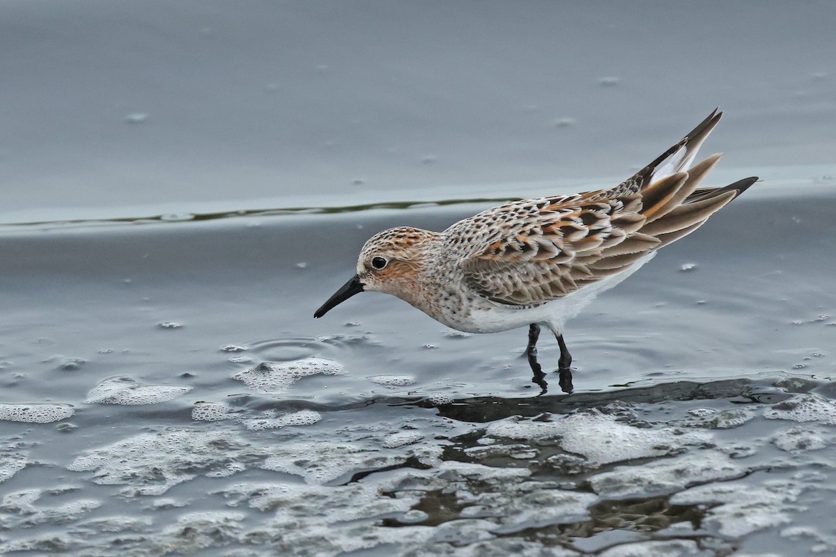 Red-necked Stint - ML619023650