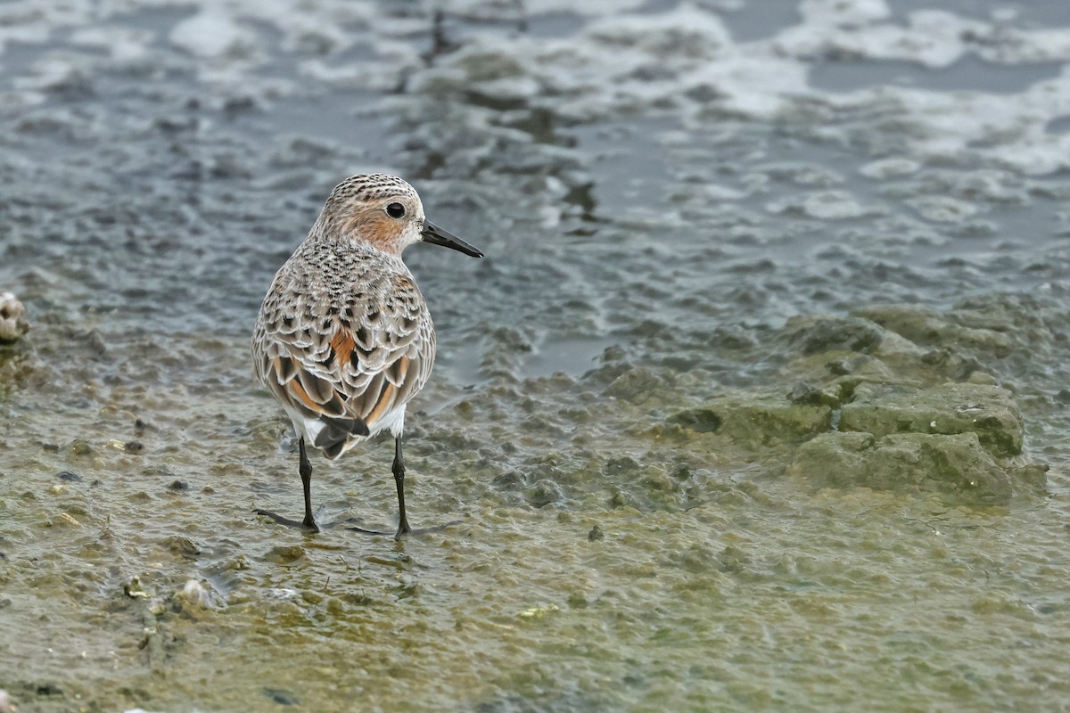 Red-necked Stint - ML619023651