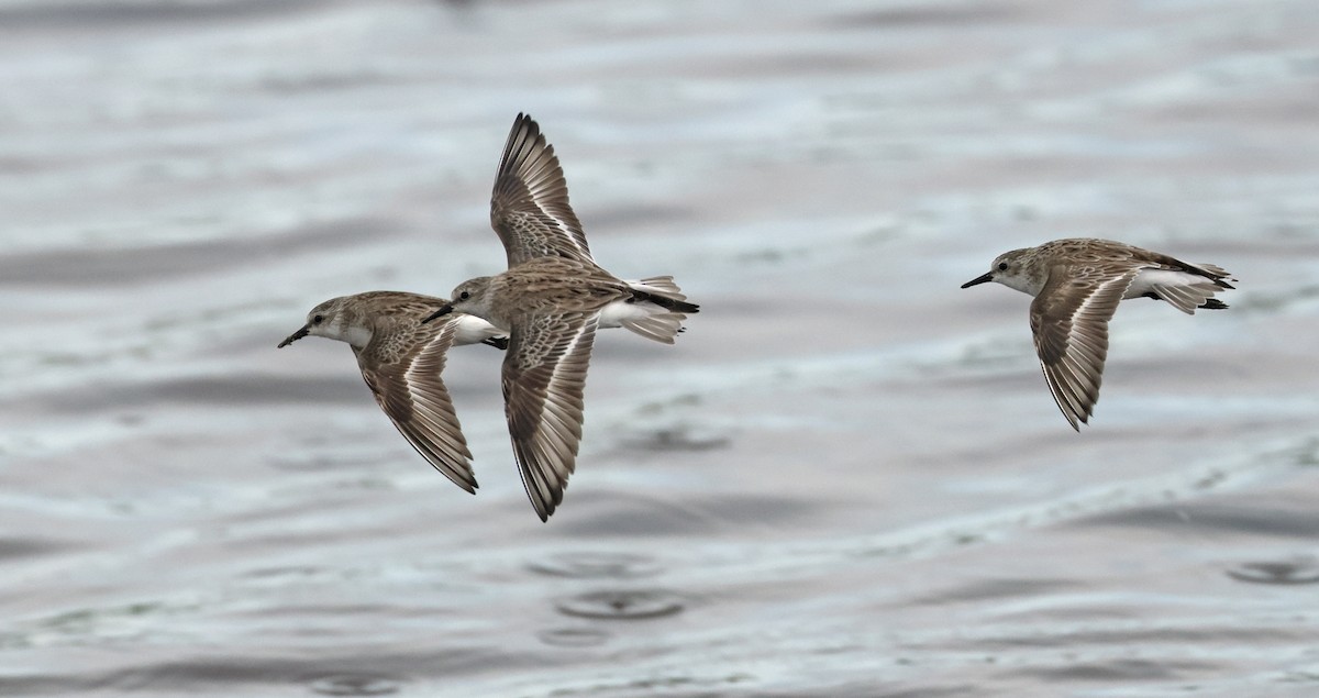 Red-necked Stint - ML619023653