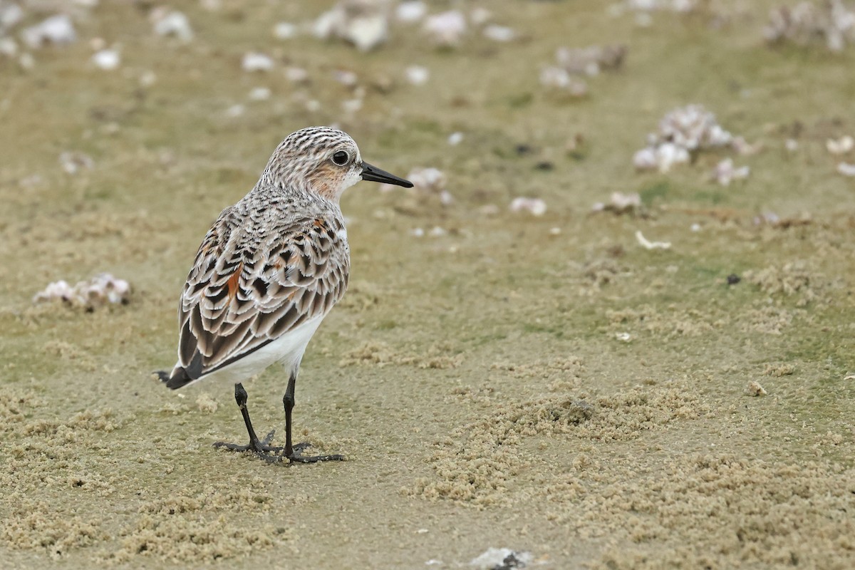 Red-necked Stint - Dave Bakewell