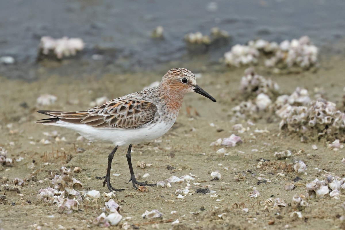 Red-necked Stint - ML619023655