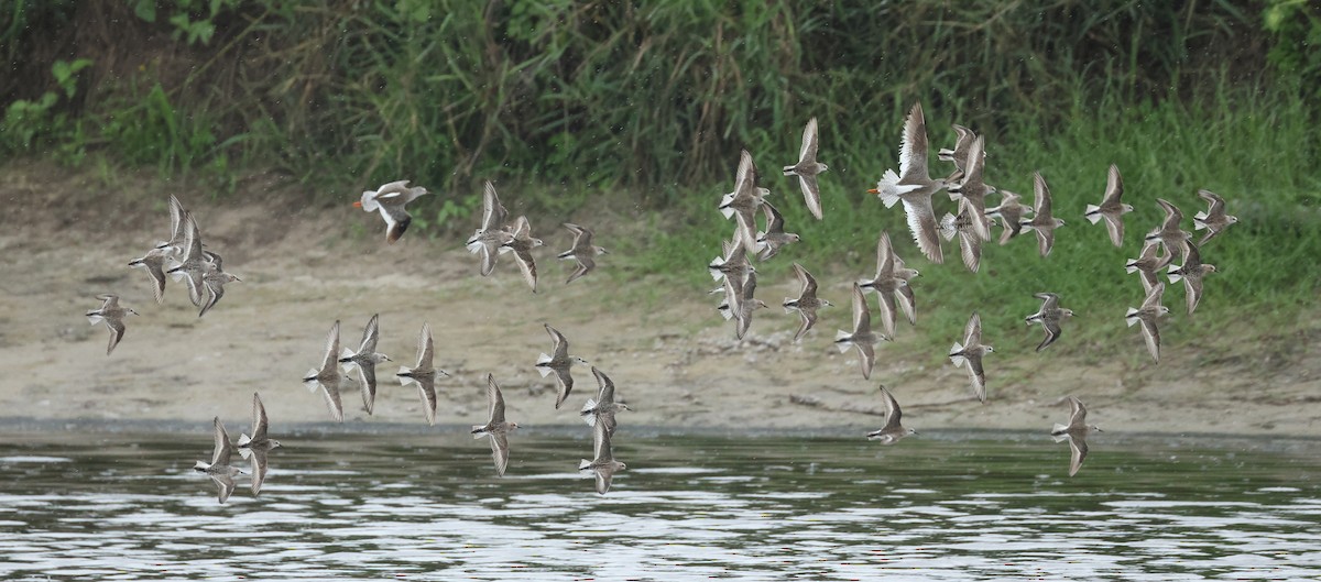 Red-necked Stint - ML619023657