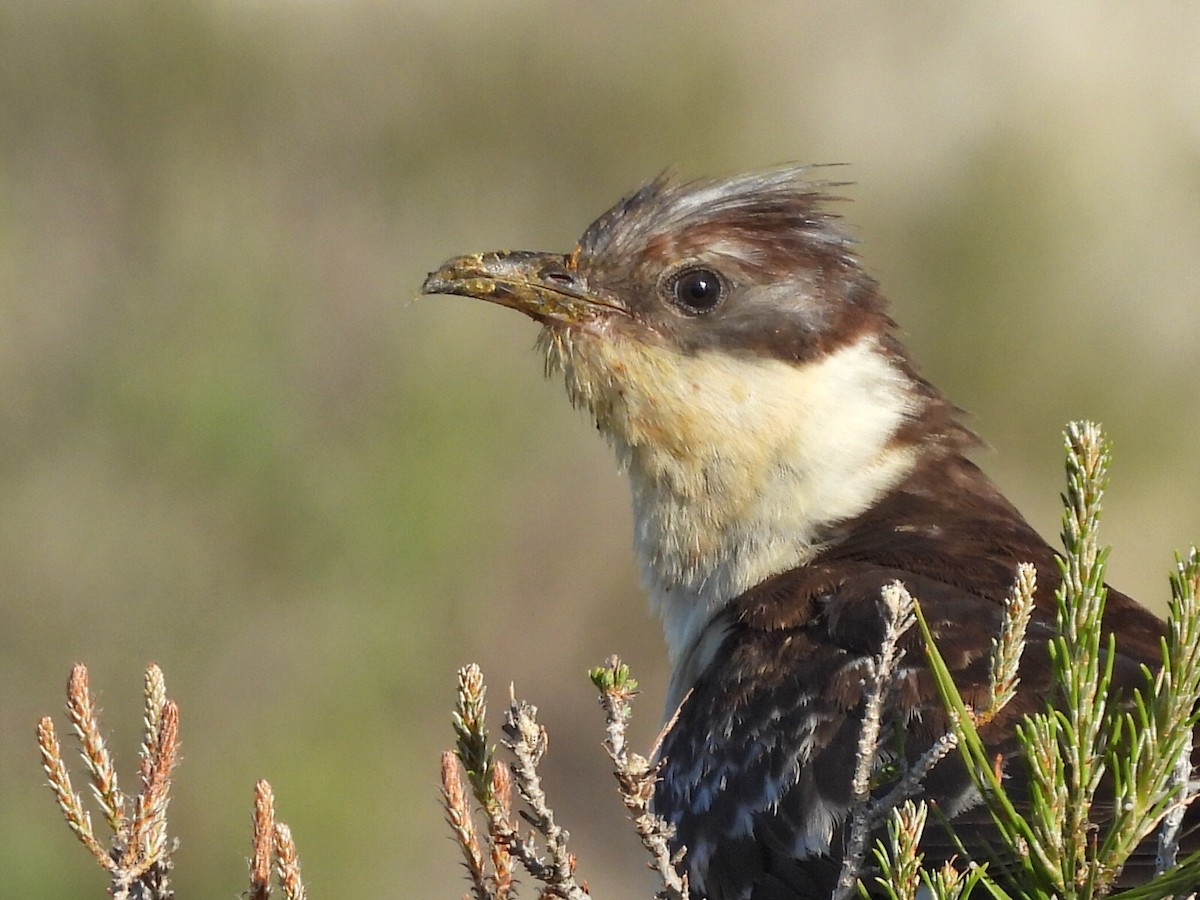 Great Spotted Cuckoo - Aitor Mora Solano