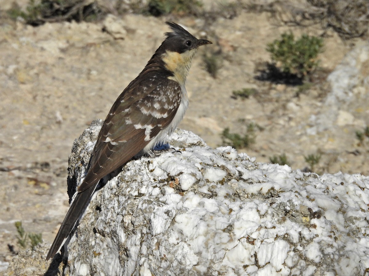 Great Spotted Cuckoo - Aitor Mora Solano