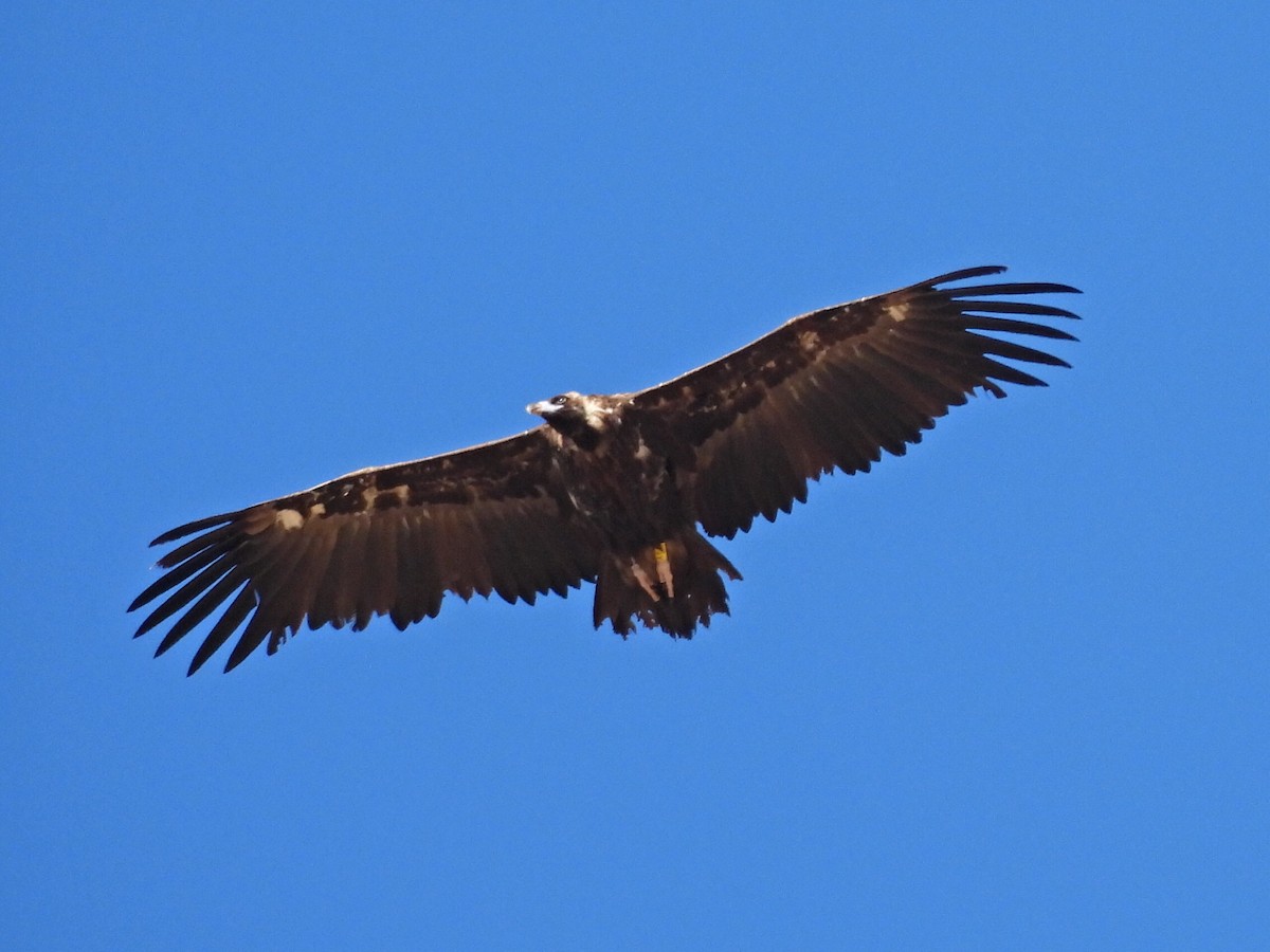 Cinereous Vulture - ML619023673