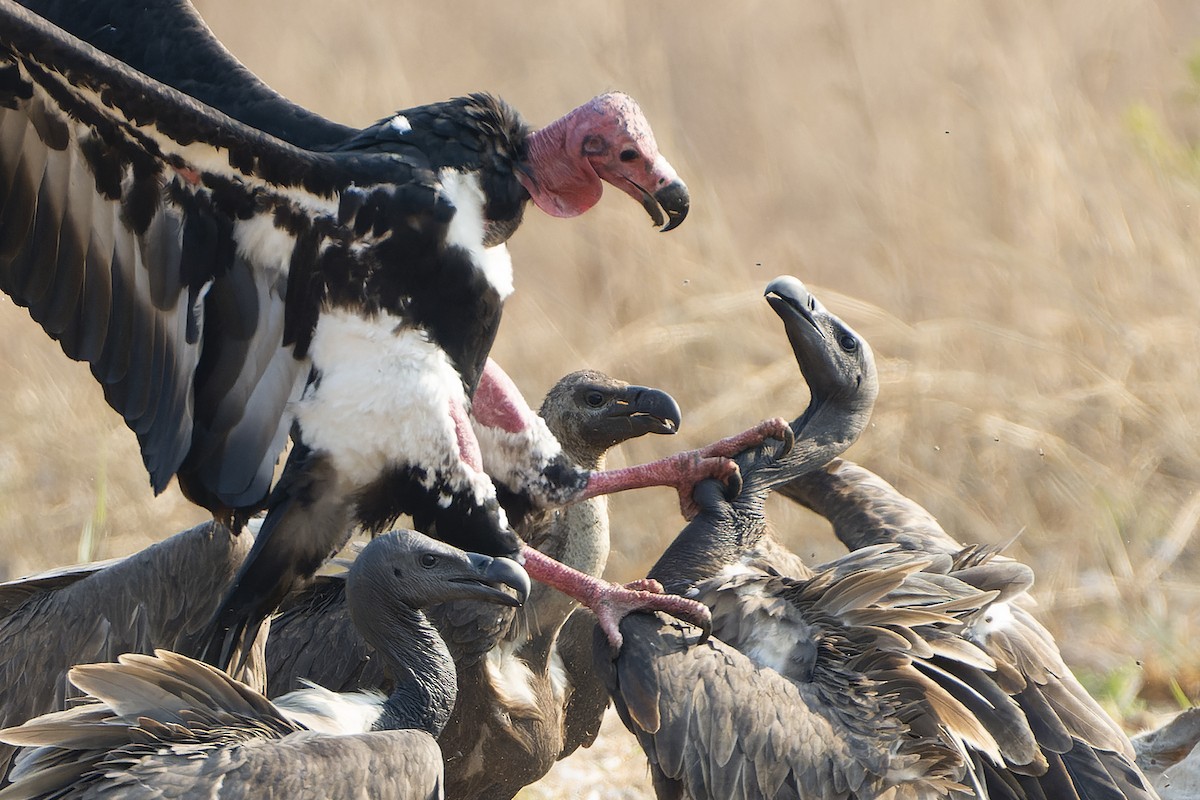 Red-headed Vulture - Khaleb Yordan