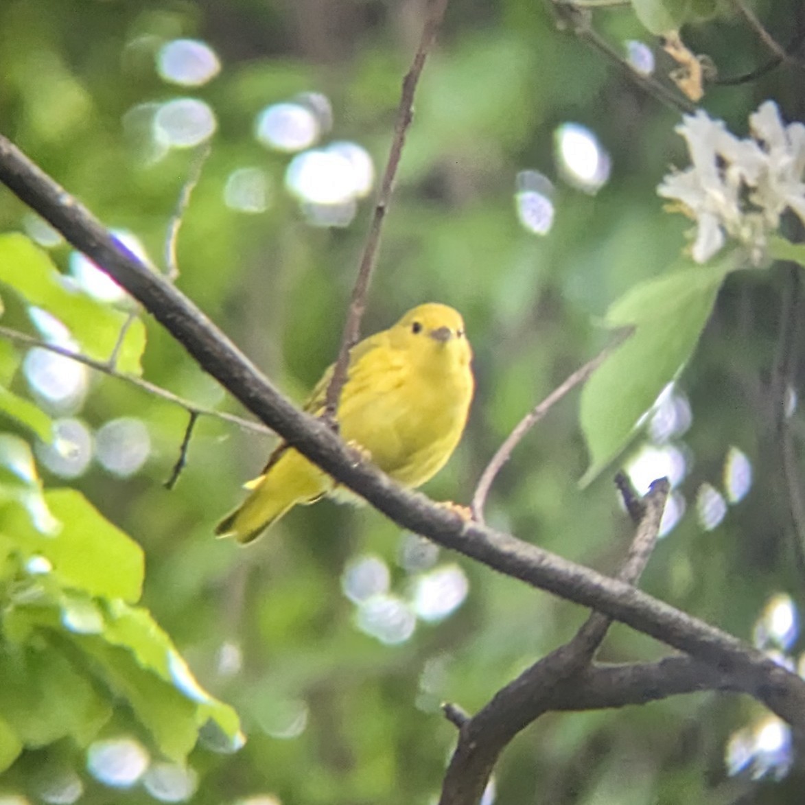 Yellow Warbler - Alexander Campos Quiros