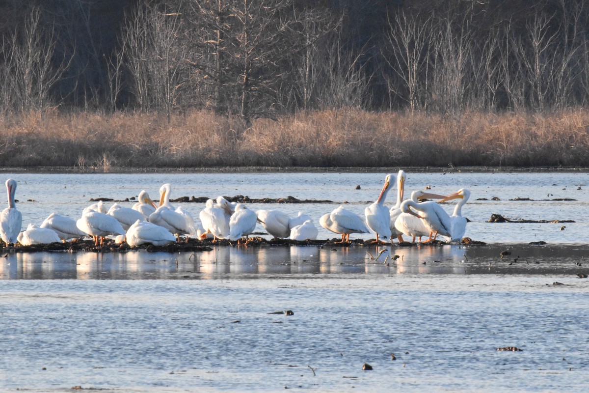 American White Pelican - ML619023708