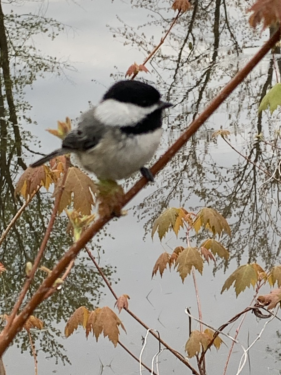 Black-capped Chickadee - Tom Endicott