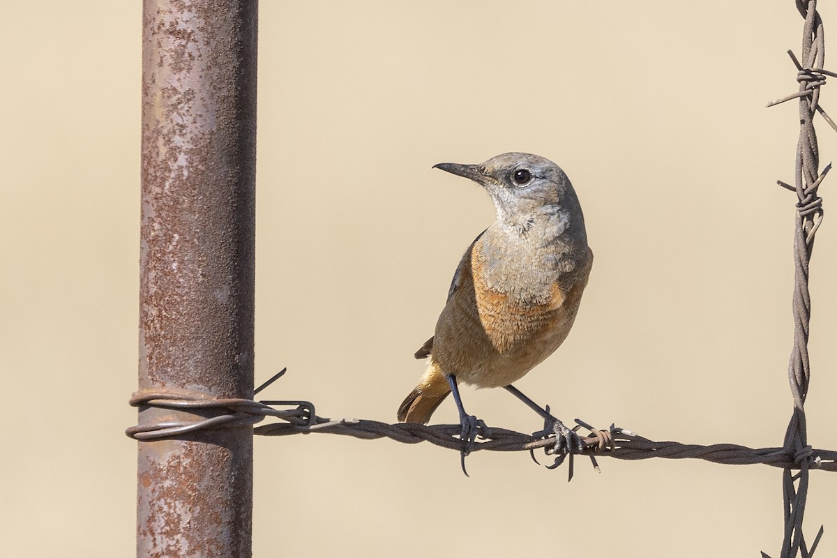 Sentinel Rock-Thrush - ML619023711